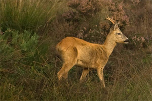 Slechte compositie: geen ruimte in de kijkrichting