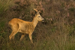 Goede compositie: ruimte in de kijkrichting