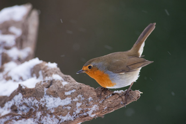 Roodborst in vallende sneeuw