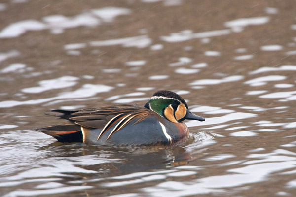 De siberische taling van Almelo