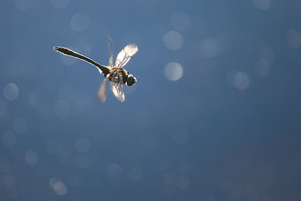 Smaragdlibel in vlucht Smaragdlibel in vlucht