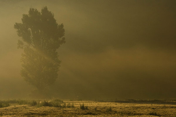 Stralen in de mist