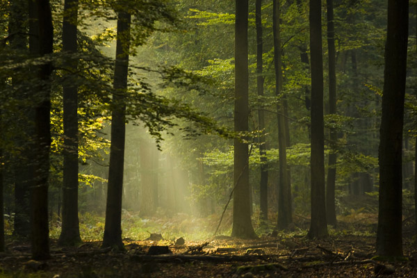 Stralen in het bos