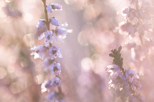 Struikheide calluna vulgaris