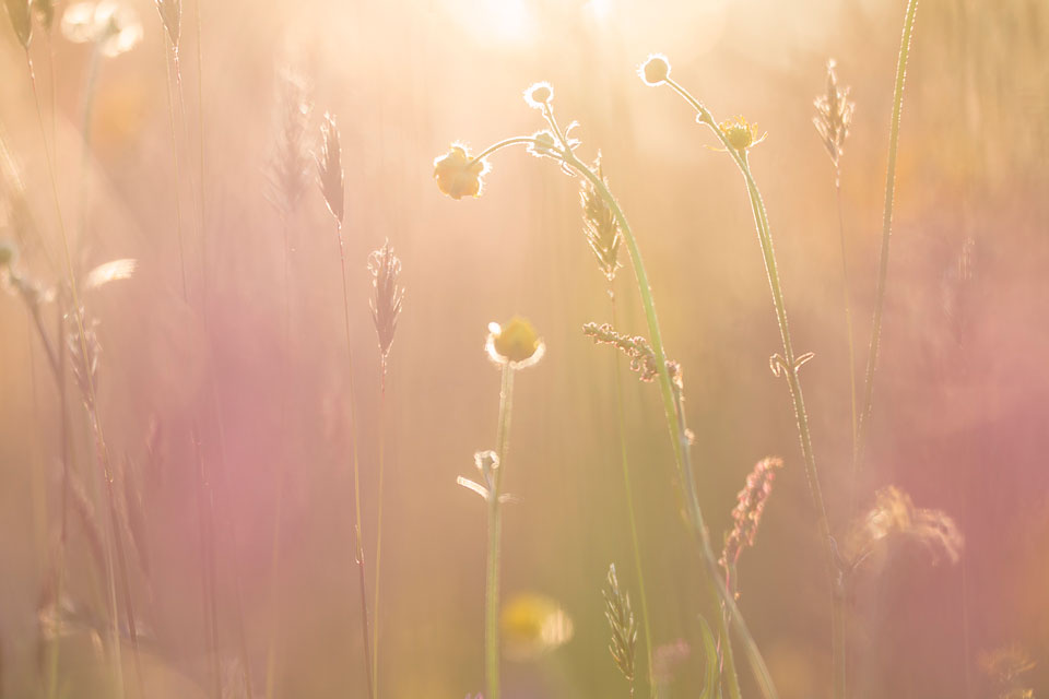 Tegenlicht op bloemenveld