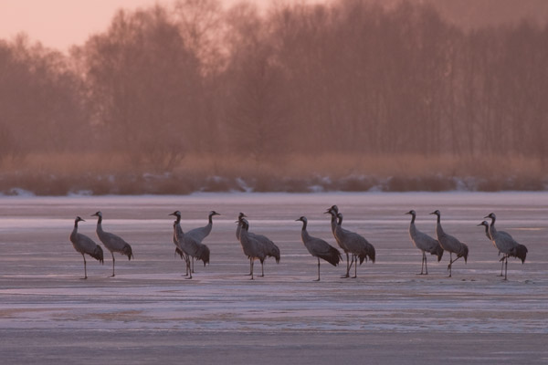 Kraanvogels op het ijs