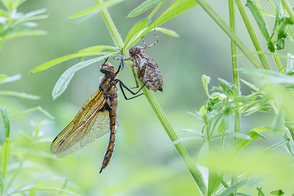 Uitsluipende tweevlek - Epitheca bimaculata