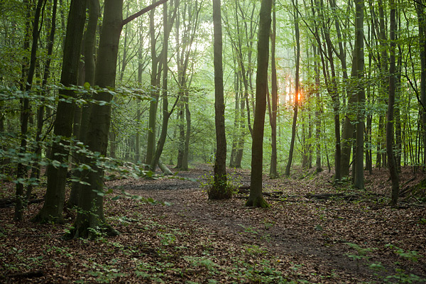 Urkerbos in de zomer Urkerbos in de zomer