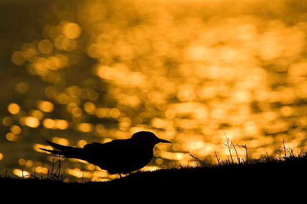 Silhouet van een visdiefje