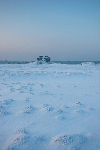 Kootwijkerzand in de sneeuw, voor zonsopkomst