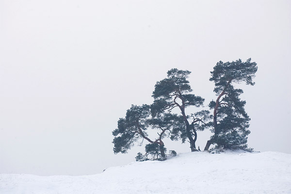 Kootwijkerzand in de sneeuw, een grafisch beeld