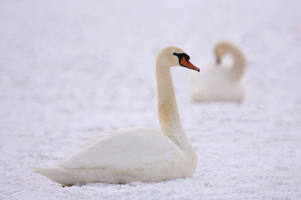 Witte zwanen in een witte wereld