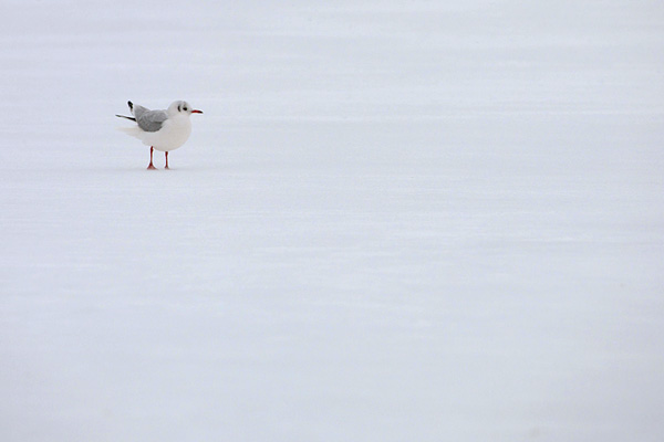 Meeuw in een witte wereld