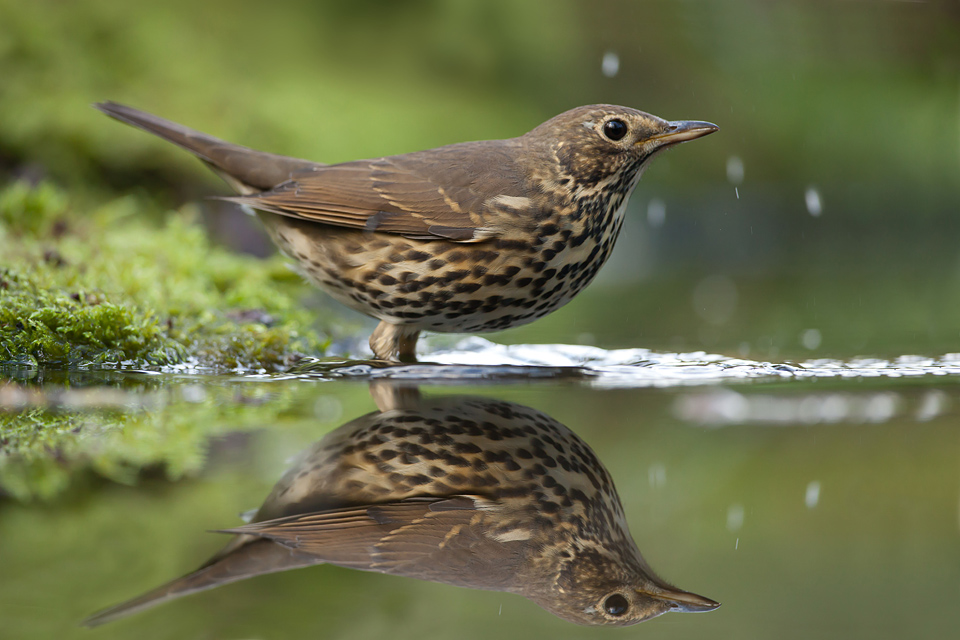 Een laag standpunt en een vijver, ideale fotografie mogelijkheden