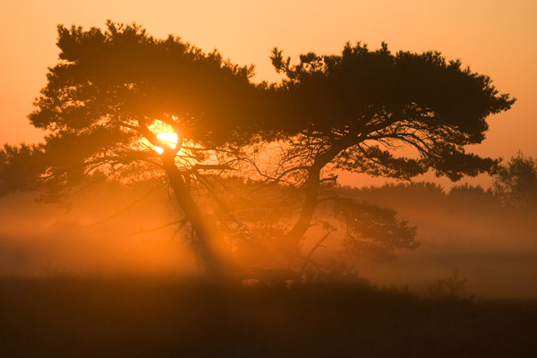 zonnestralen door een grove den