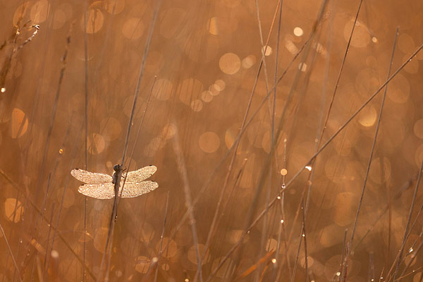 Zwarte heidelibel in lang gras, onder de dauw en met tegenlicht