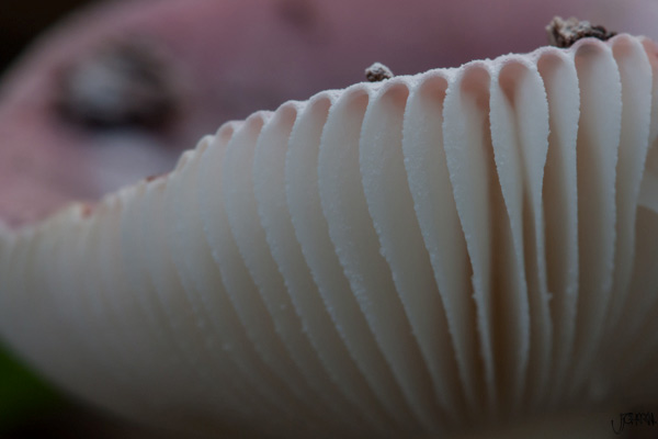 Braakrusula Braakrusula