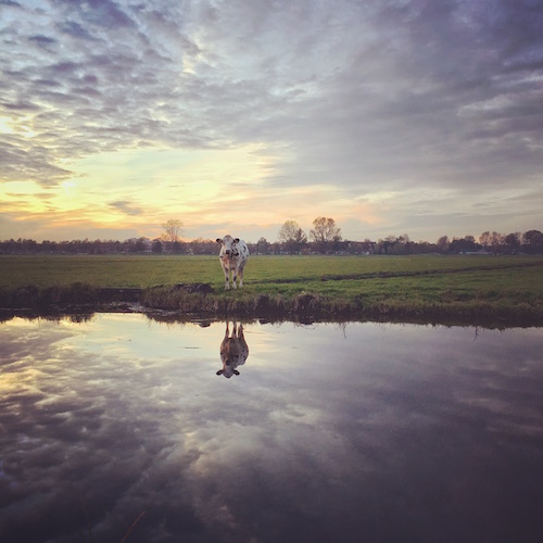 Photofacts koe hardlopen Photofacts koe hardlopen