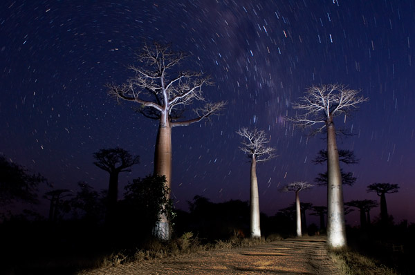 Baobabs Madagaskar