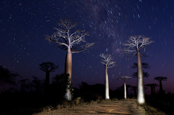 Baobabs Madagaskar Baobabs Madagaskar