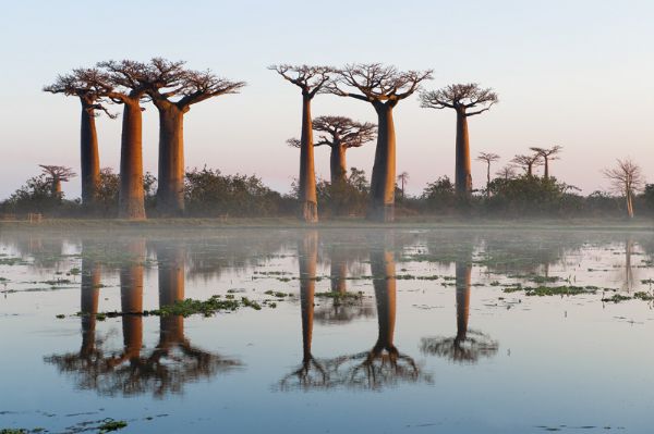 Baobabs LBA9513