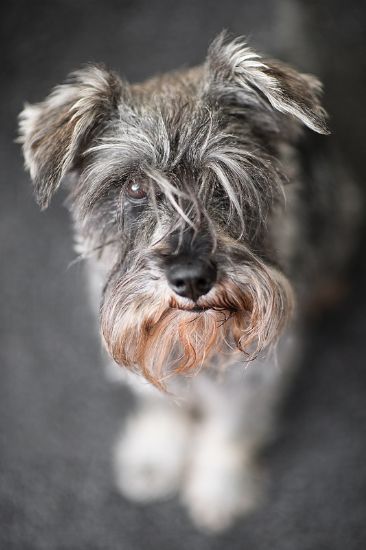 Kaya onze schnautzer