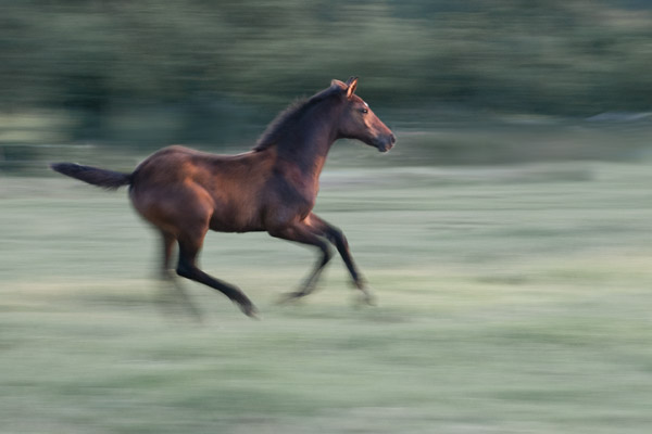 Paard pannen