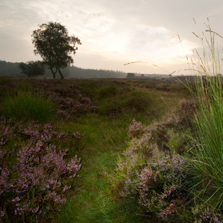 Heide Heide
