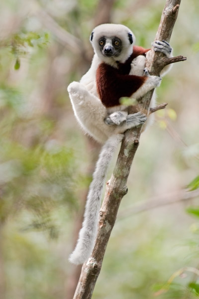 Sifaka madagaskar Sifaka madagaskar