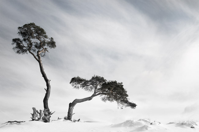 Sneeuw op Kootwijkerzand