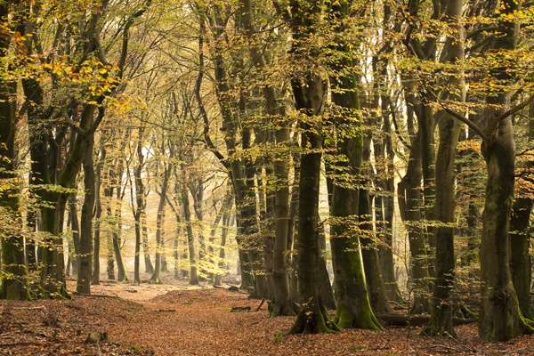 Herfstkleuren