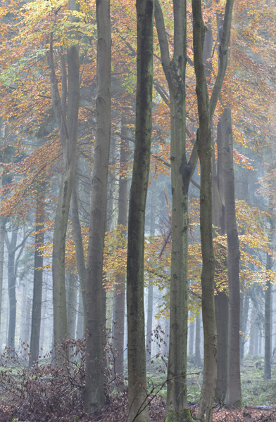 Herfstkleuren Herfstkleuren
