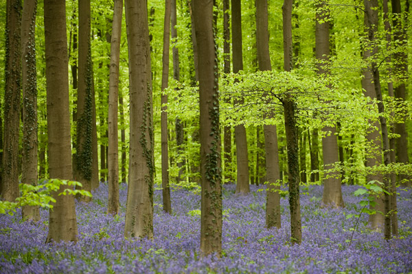 bluebells