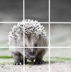 Egel; regel van derden Egel; regel van derden
