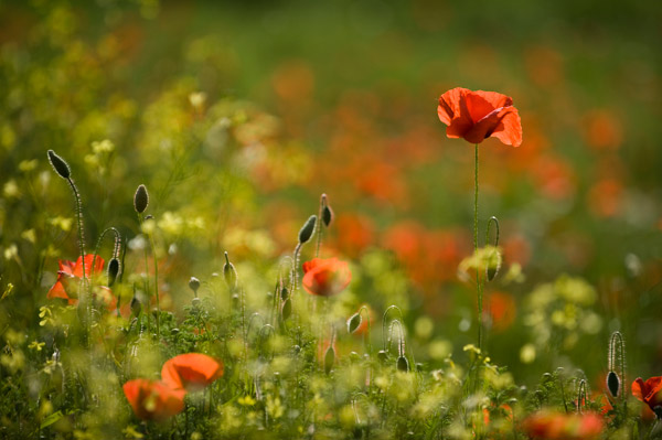 Flora Flora
