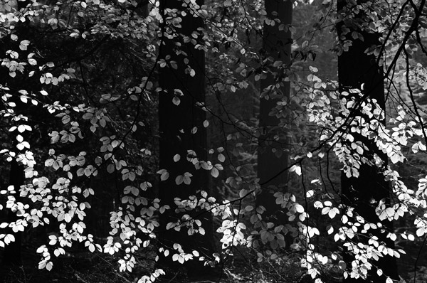 Herfst in zwart-wit