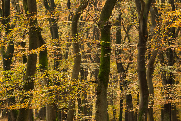 Herfstkleuren