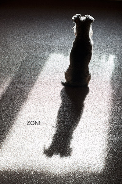 Hond Kaya in de zon; dag 66 Hond Kaya in de zon 66