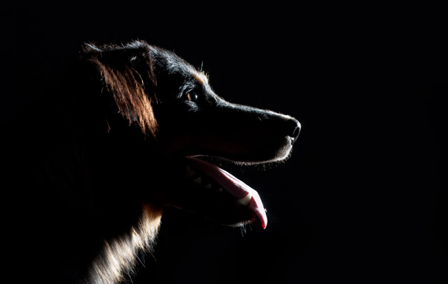 Silhouet hond