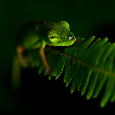 Kameleon nacht madagaskar