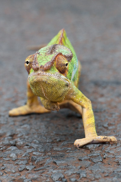 Kameleon Kameleon