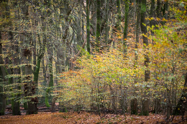 Fotografieworkshop Herfstkleuren