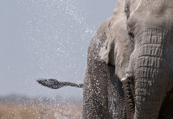 Olifant Olifant