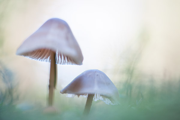 Paddenstoelen duo