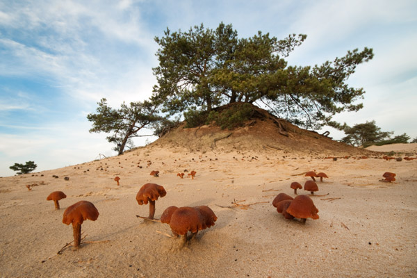 Paddestoelen Paddestoelen