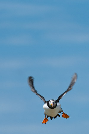 Puffin