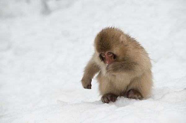 Sneeuwaap in de sneeuw