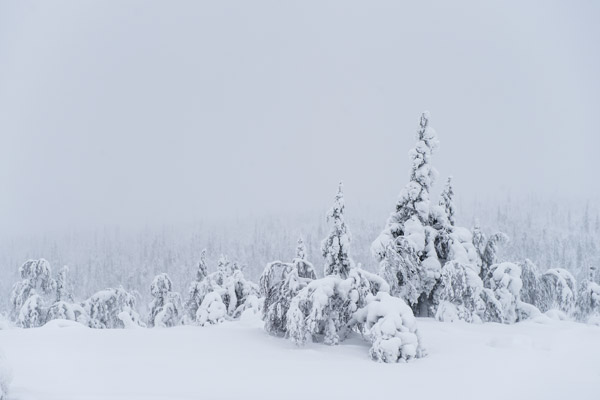 Sneeuwstorm lapland BET8675
