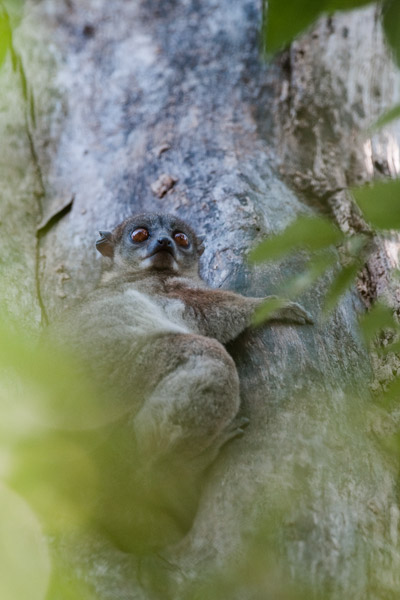 Sportive lemur Madagascar