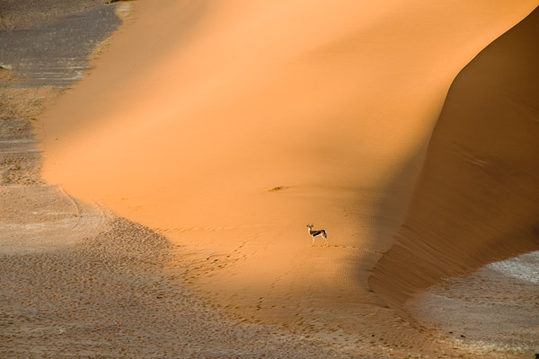 Springbok in Hidden Vlei Springbok in Hidden Vlei